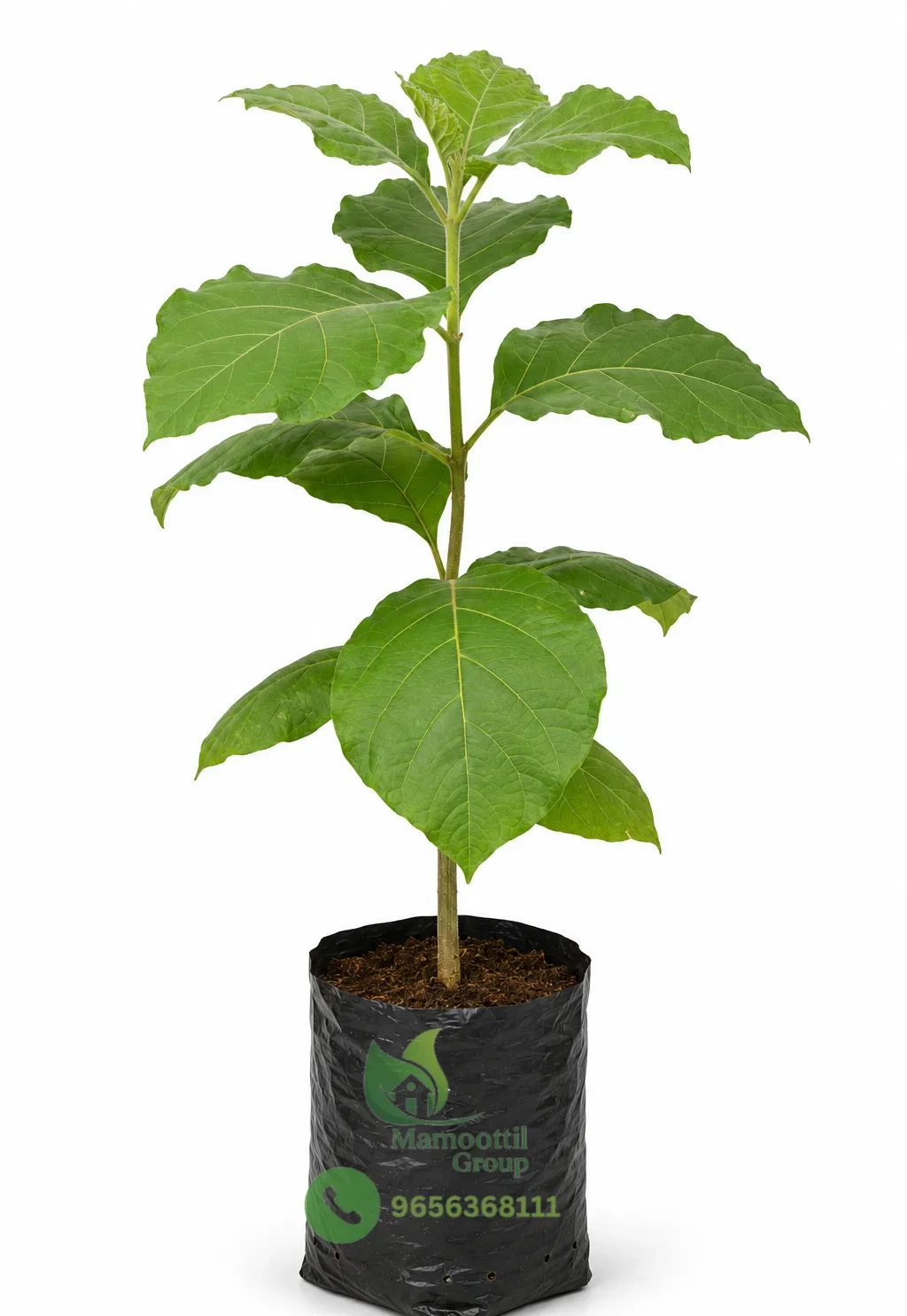 Straight-Stem Teak Sapling